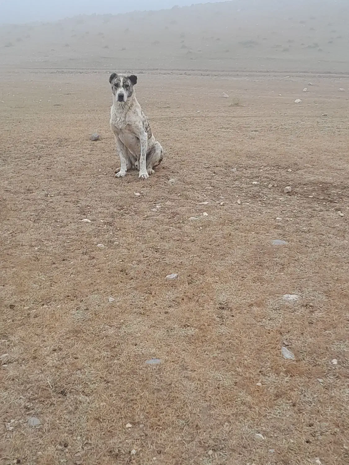 سگ خراسانی|سگ|شیروان (خراسان), |دیوار