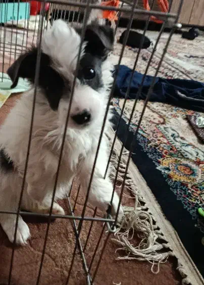 توله سگ جیبی .عروسکی|سگ|مشهد, طبرسی شمالی|دیوار