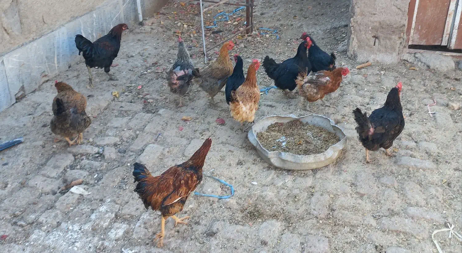 مرغ رسمی تخمگذار|حیوانات مزرعه|اشتهارد, |دیوار