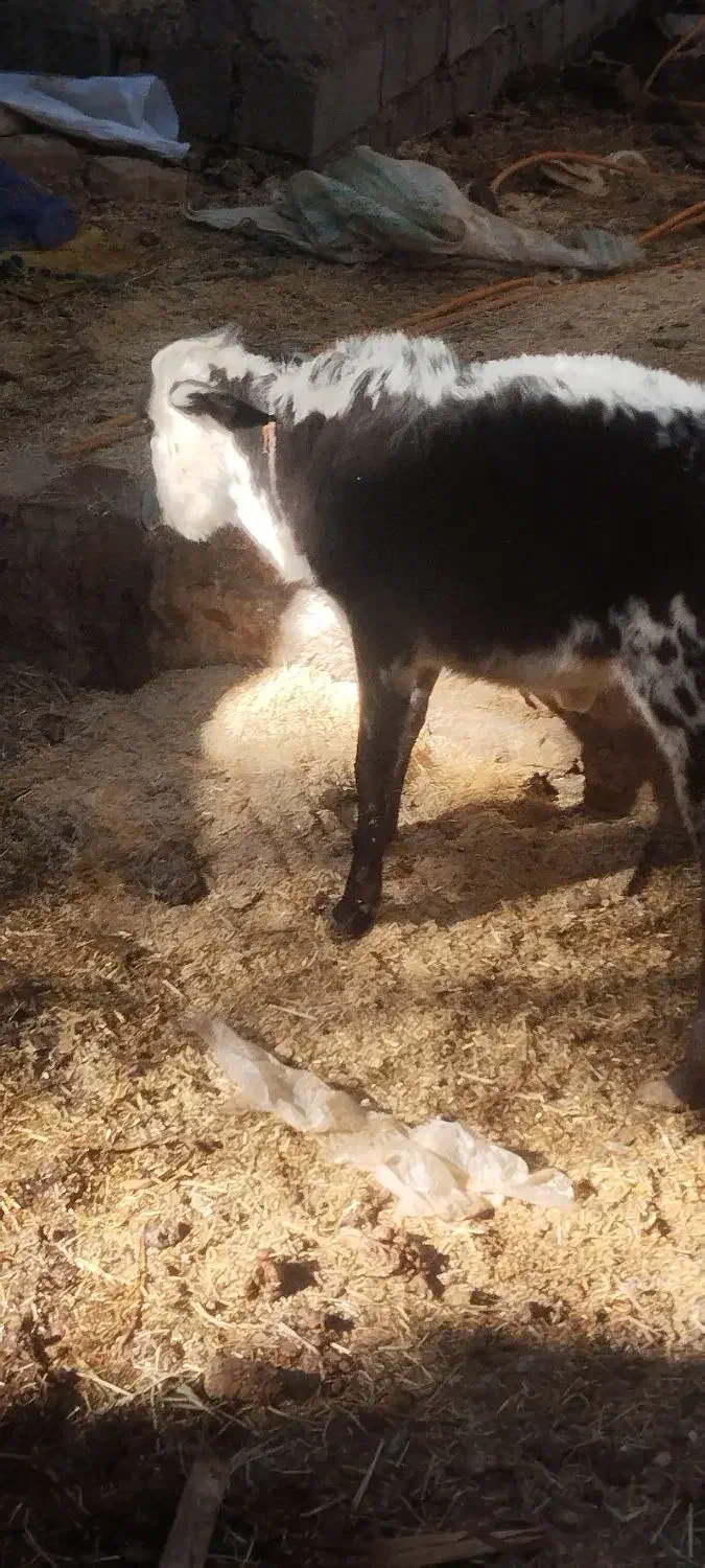 گاو|حیوانات مزرعه|بم, |دیوار