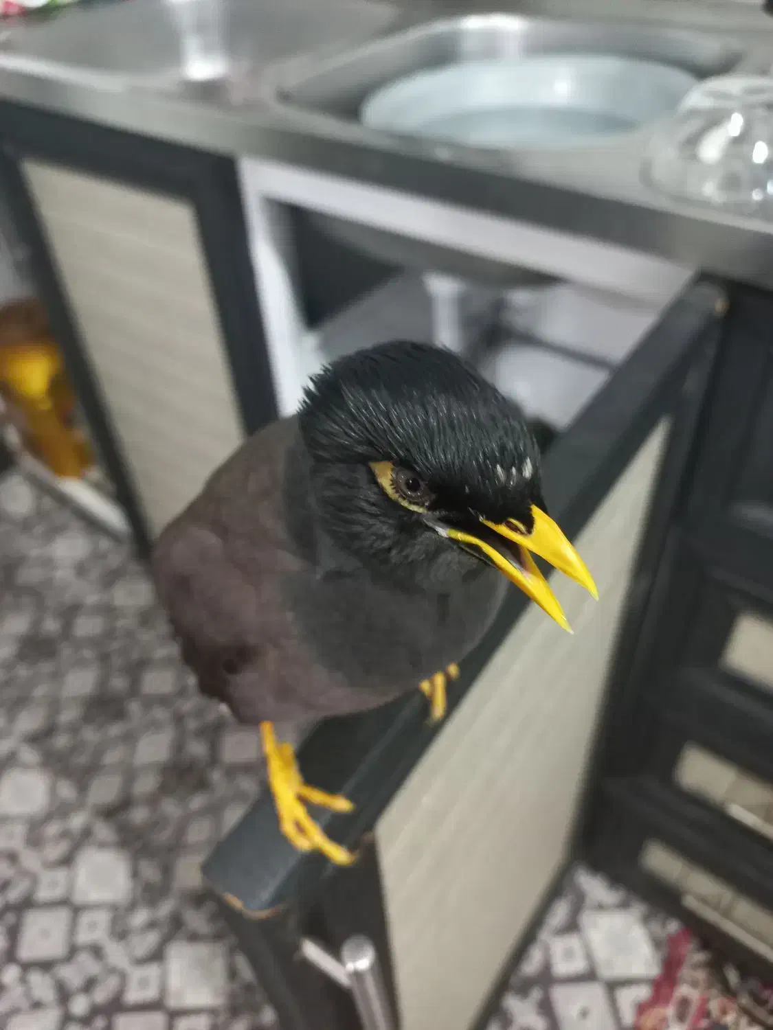 مرغ مینا کشیده|پرنده|لنگرود, |دیوار