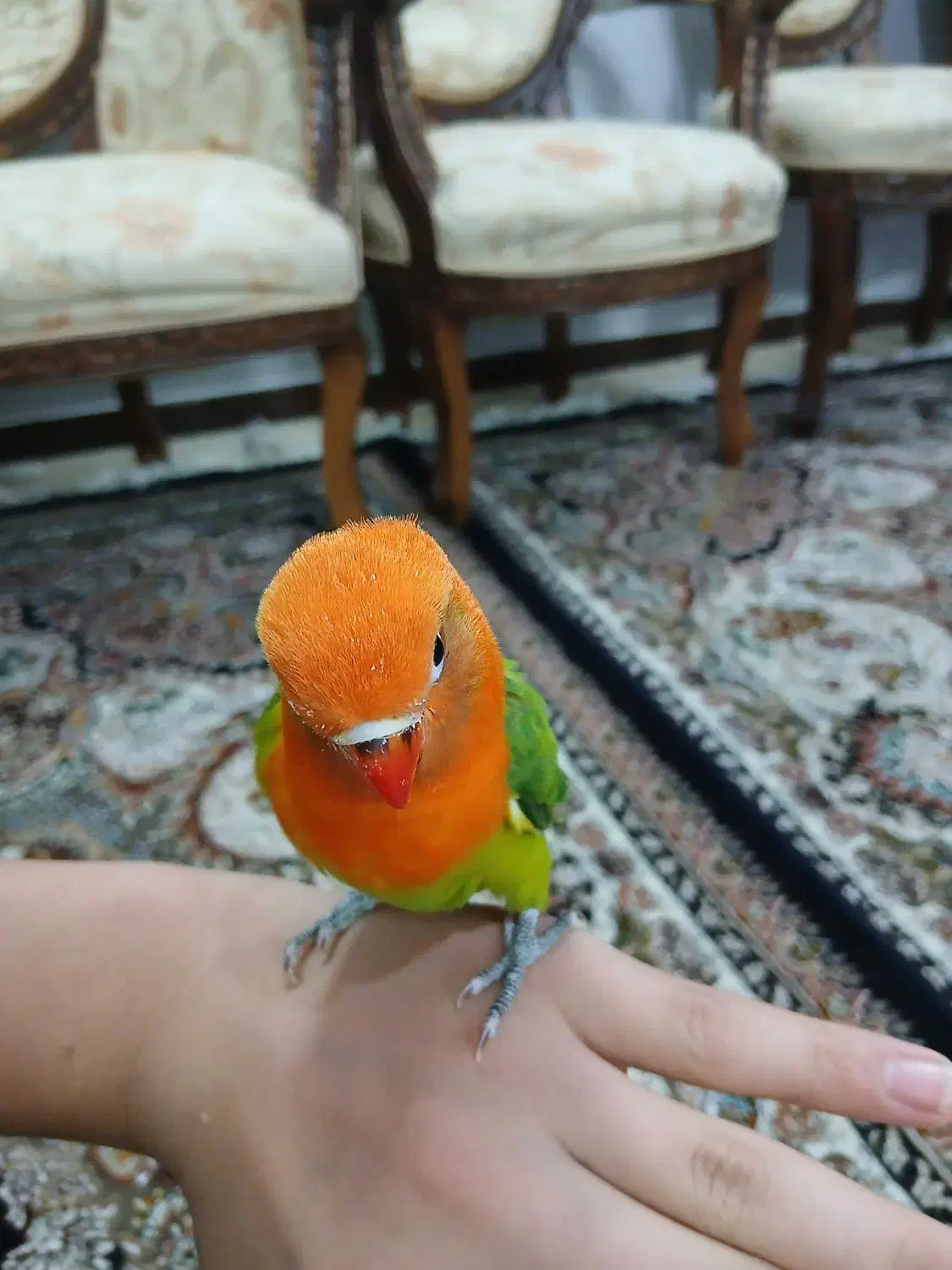 یک جفت طوطی برزیلی|پرنده|مشهد, بهارستان|دیوار