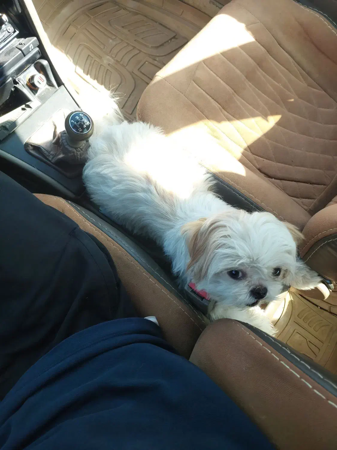 سگ گمشده|سگ|اهواز, کوی ملی راه|دیوار