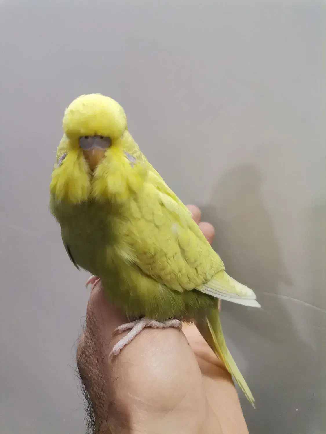 مرغ عشق انگلیسی وکوتوله نر مست|پرنده|قم, هنرستان|دیوار