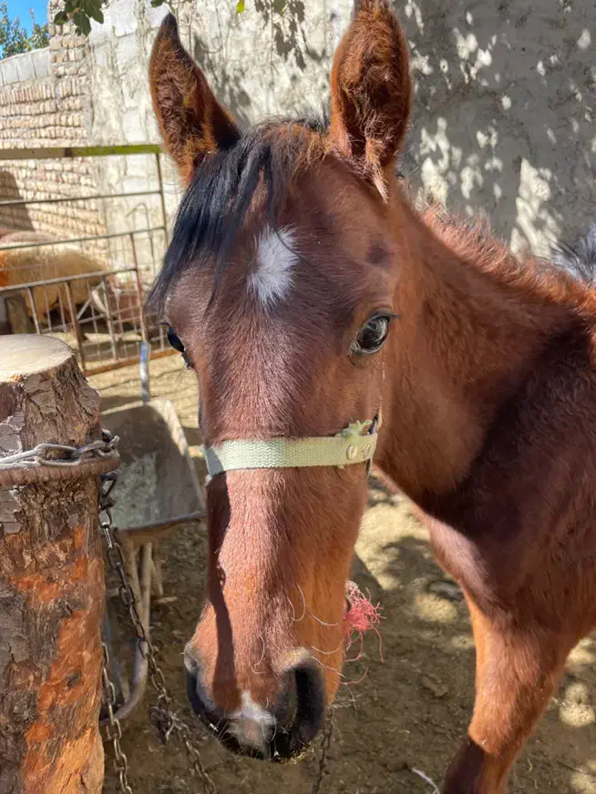 کره اسب مادیون|اسب و تجهیزات اسب‌سواری|الیگودرز, |دیوار