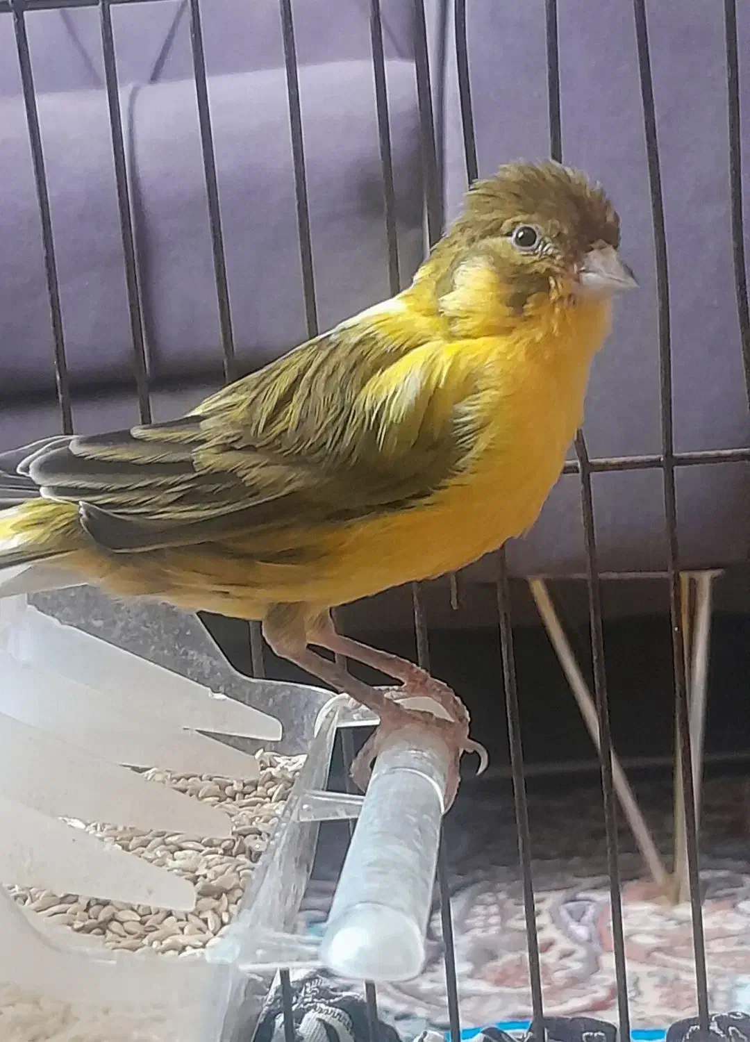 زرد قناری|پرنده|کرمانشاه, |دیوار