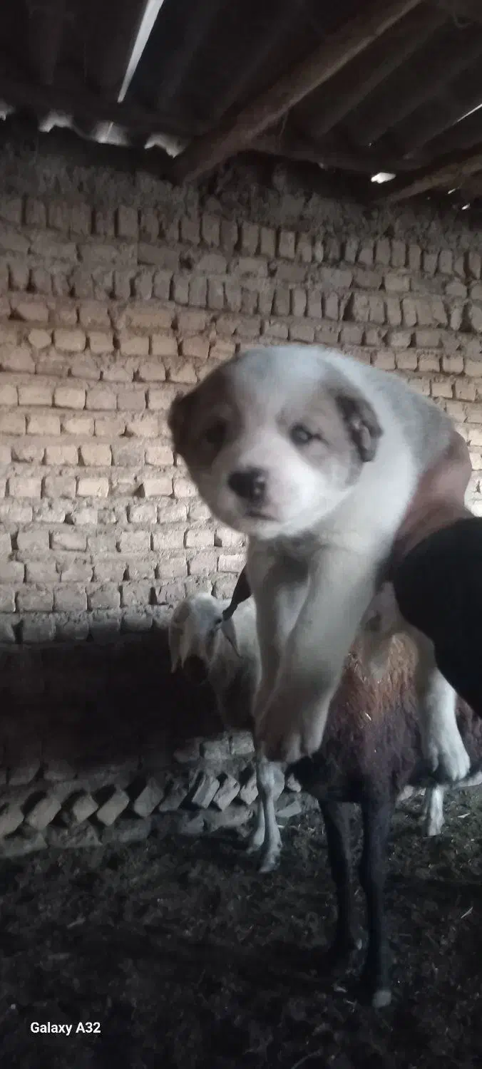 سگ الابای|سگ|گرگان, |دیوار