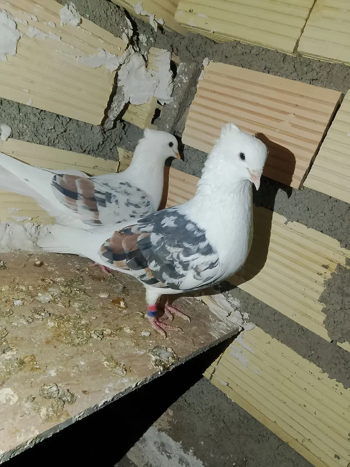 ...|پرنده|چگنی, |دیوار