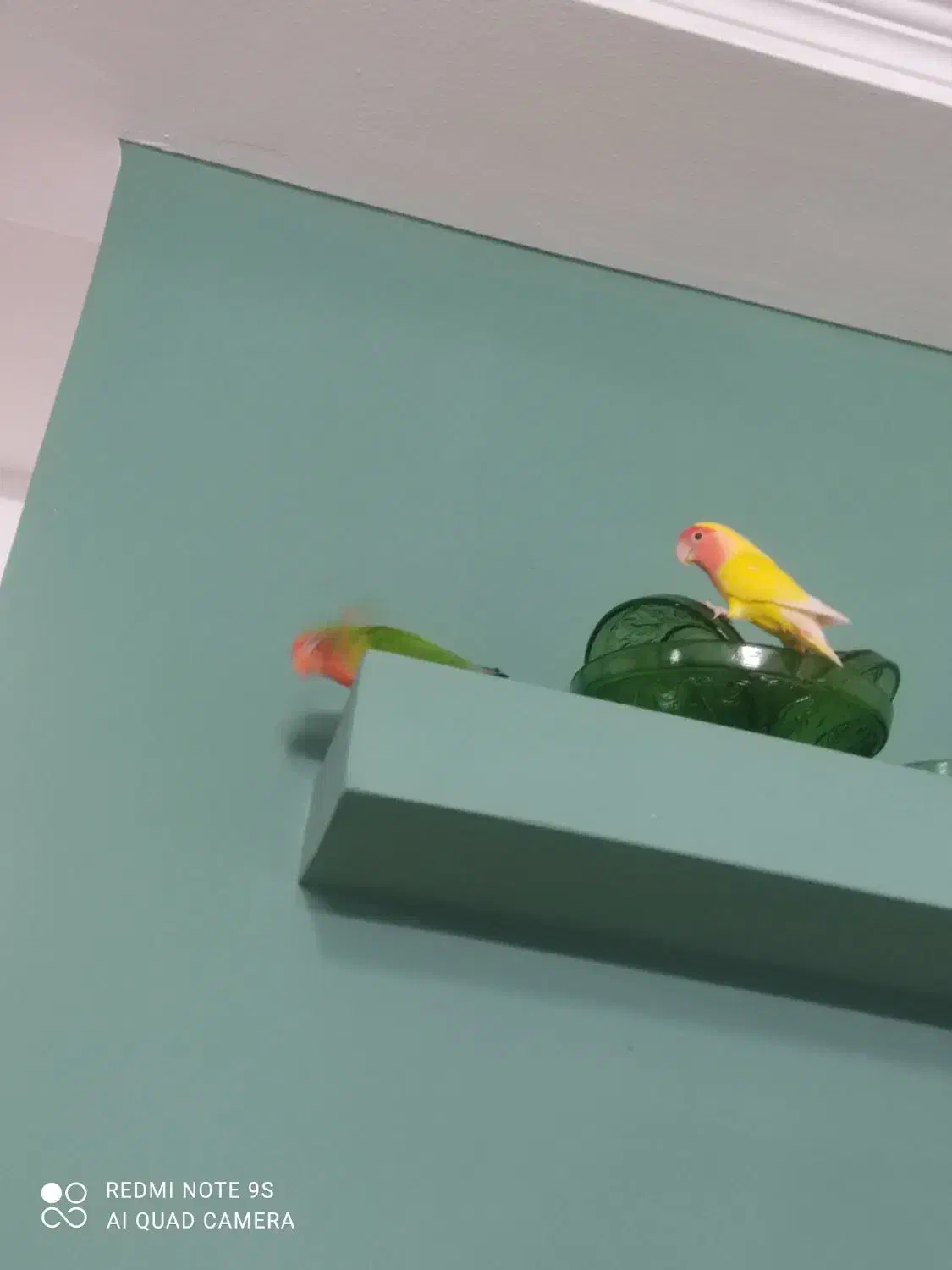 دوعددطوطی برزیلی شیطون خوشگل باقفس لوازم بازی|پرنده|امامزاده عبدالله, |دیوار