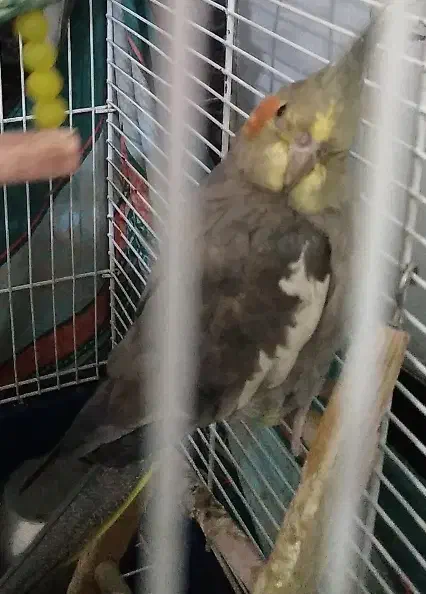 «عروس هلندی ماده»|پرنده|ملایر, |دیوار