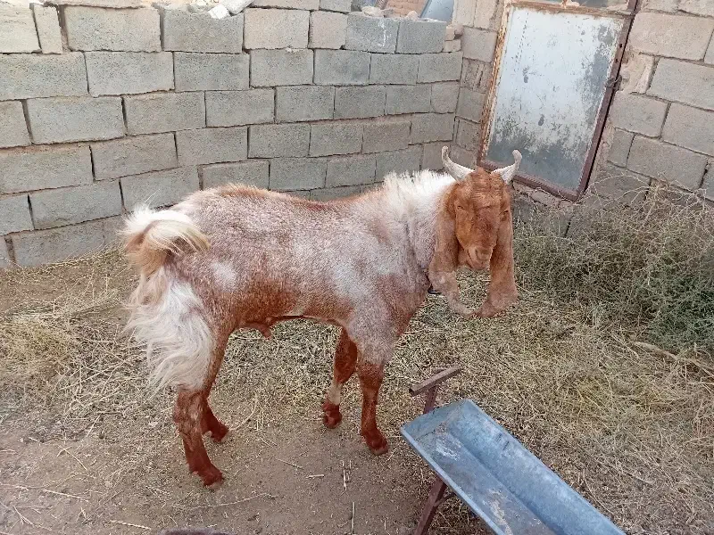 بزغاله نر|حیوانات مزرعه|فریمان, |دیوار