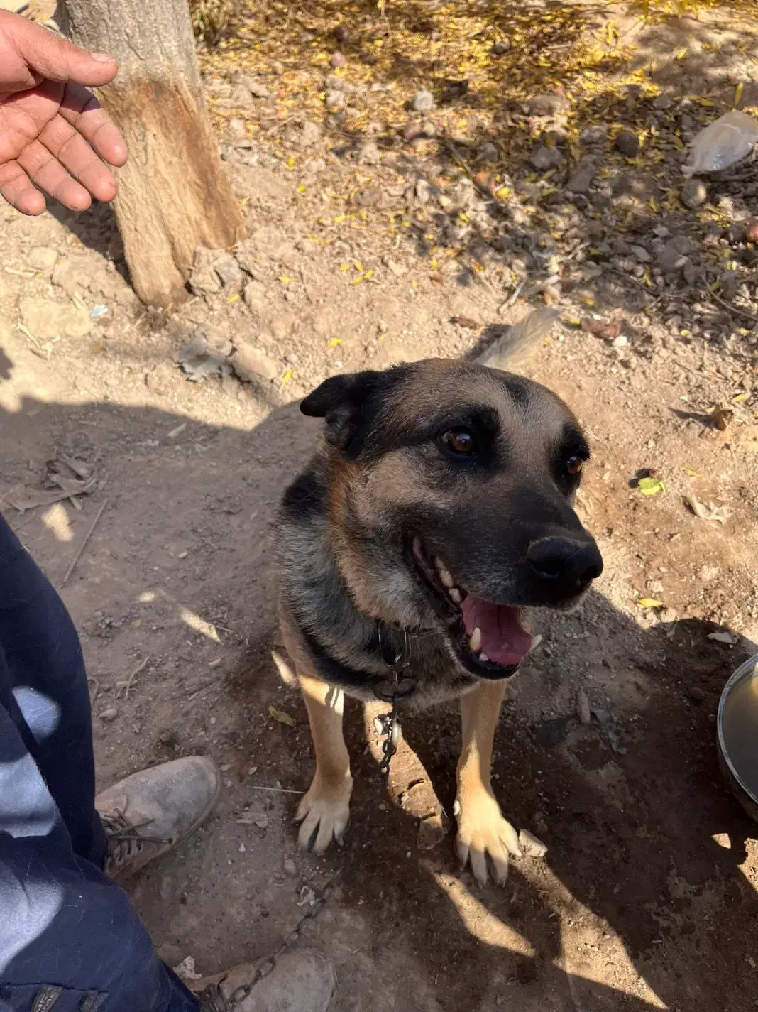 سگ ژرمن نر نگهبان|سگ|کرمان, |دیوار