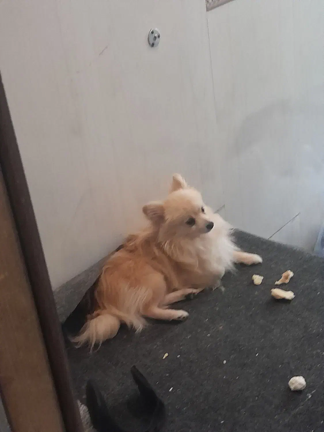 سگ گمشده پامر|حیوانات|همدان, |دیوار