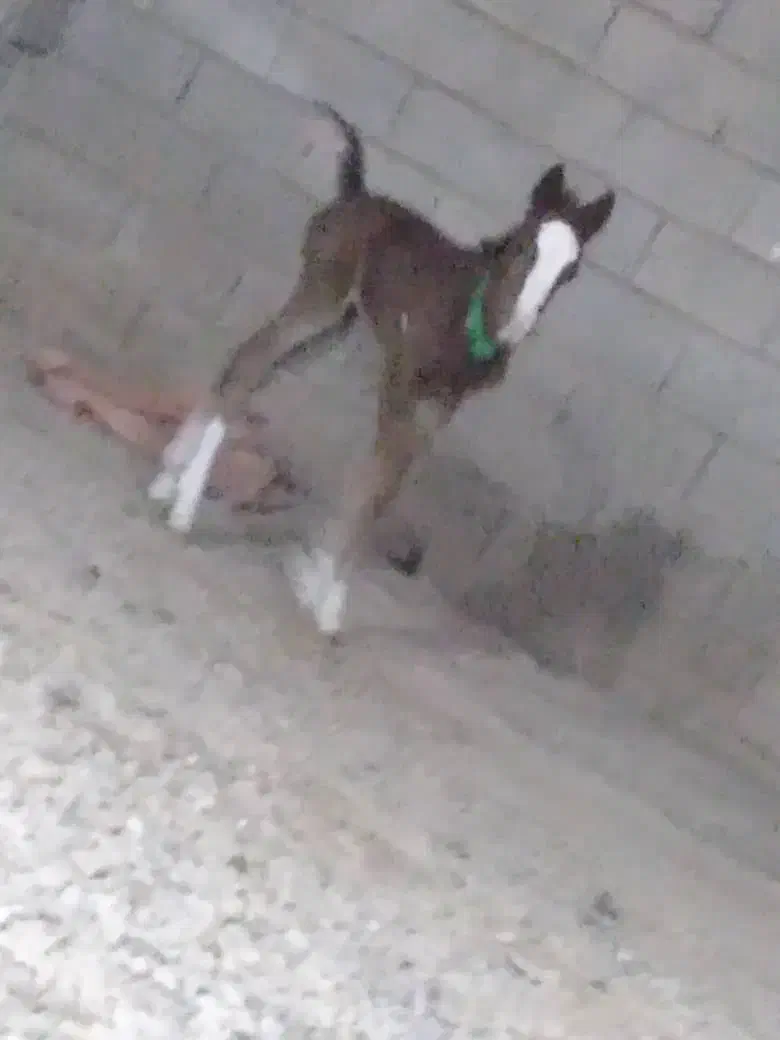 خرید و فروش اسب پالانی|اسب و تجهیزات اسبسواری|جوانرود, |دیوار