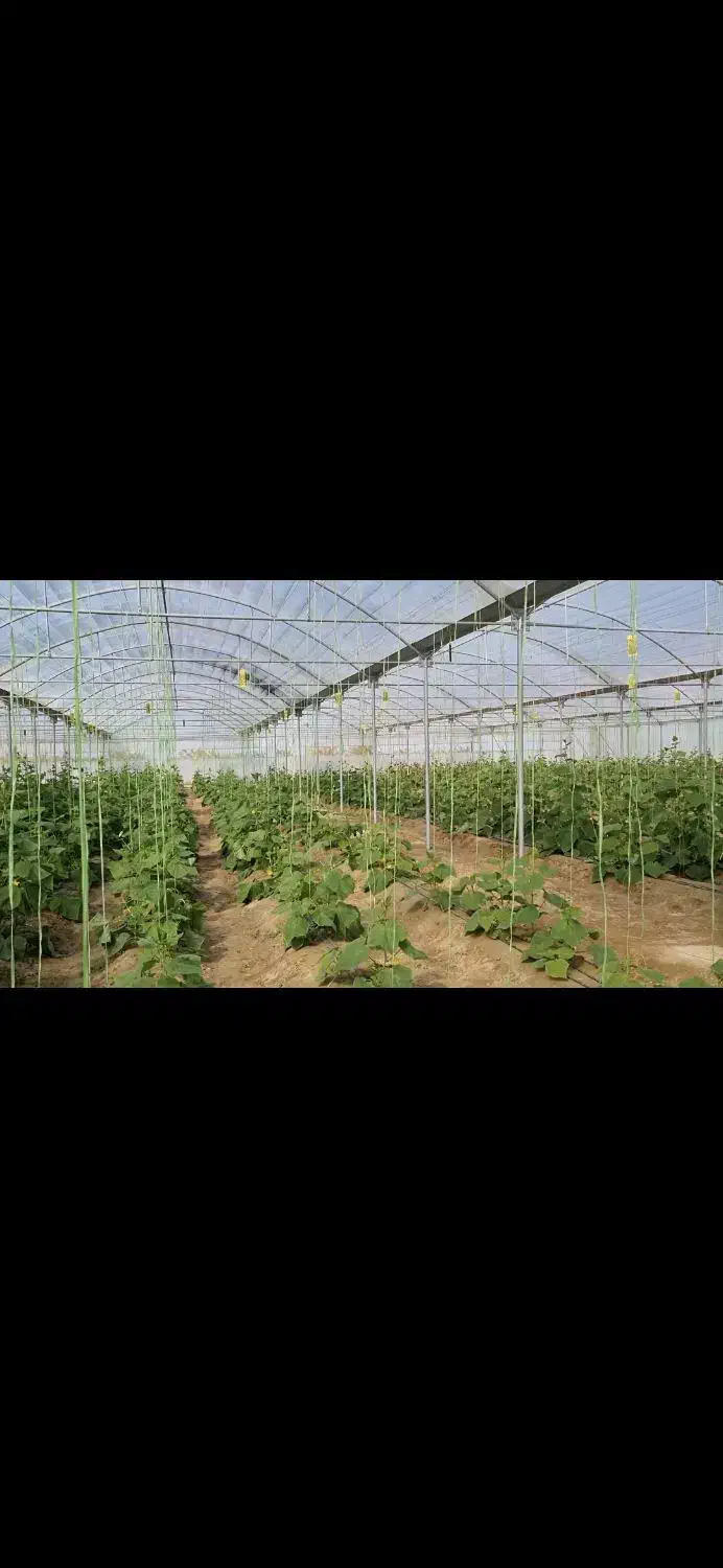 گلخانه دشت مکسوخته جالق|فروش دفتر صنعتی، کشاورزی، تجاری|سراوان, |دیوار