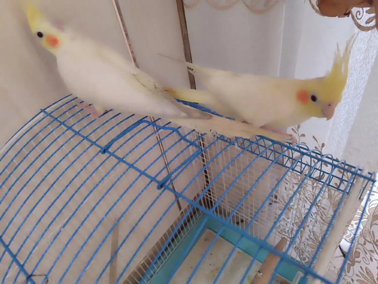 عروس هلندی لوتینو|پرنده|نجفآباد, منتظری شمالی|دیوار