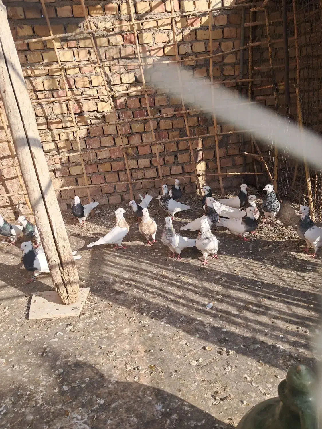 طوقی همه رنگ|پرنده|نوده انقلاب, |دیوار