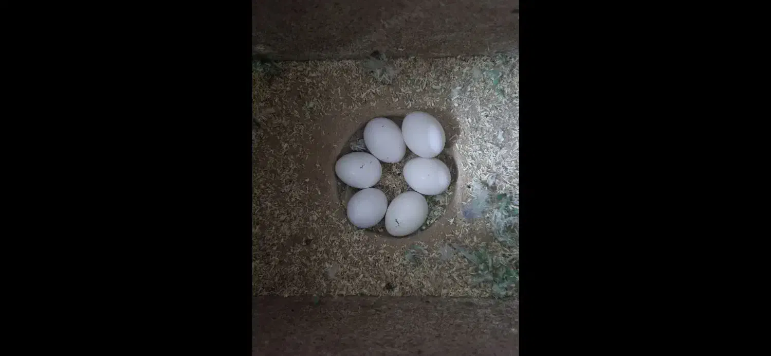 طوطی برزیلی مولد|پرنده|شاهین‌شهر, خانه کارگر|دیوار