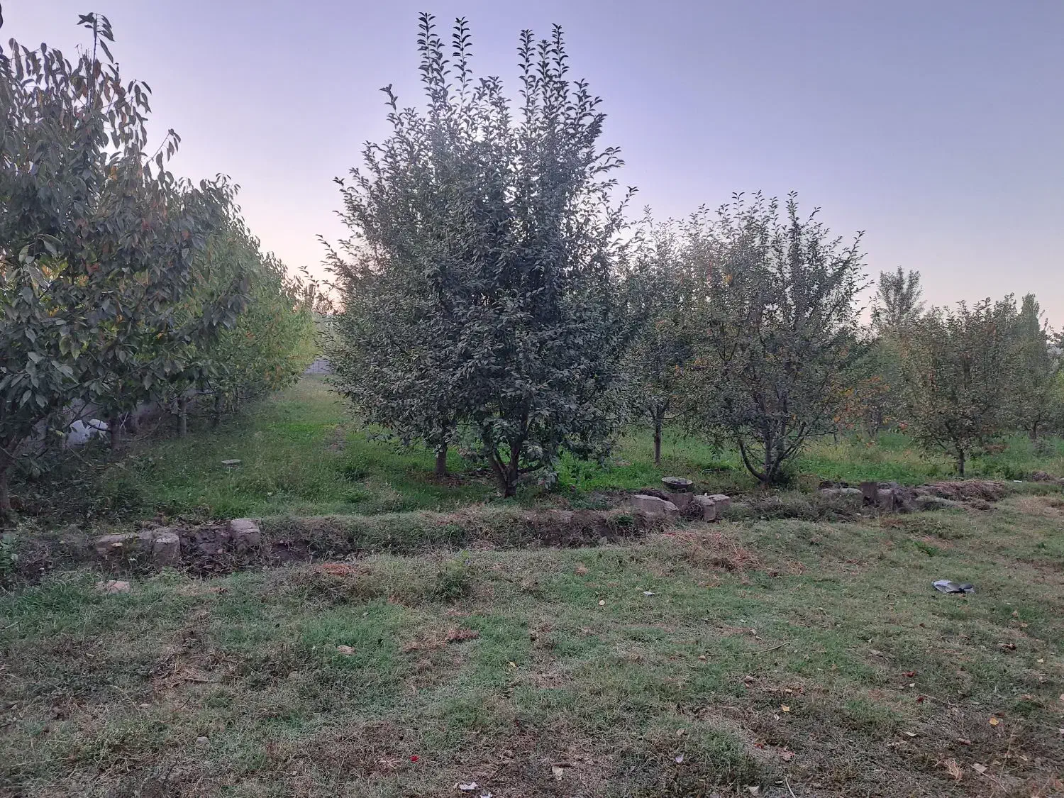 فروش باغ(میولیخ) در روستای پیرموسی|فروش زمین و ملک کلنگی|فیرورق, |دیوار