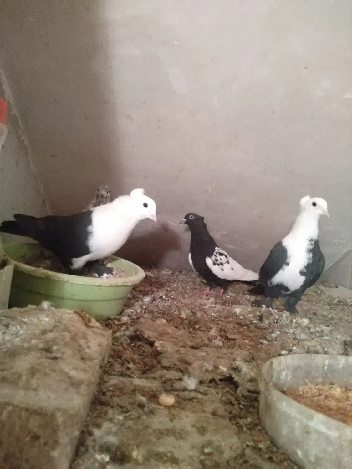 کبوتر سینه ای کربلایی کلدم|پرنده|مهدی شهر, |دیوار