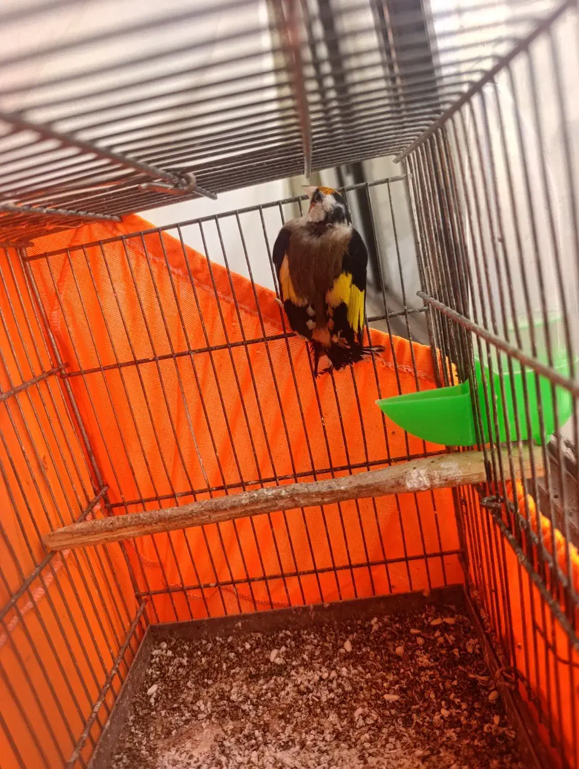 سهره نر|پرنده|محمدشهر, محمدشهر|دیوار