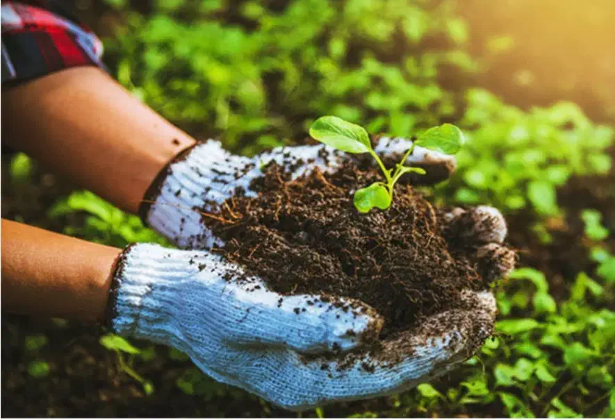 محصولات کشاورزی|خدمات باغبانی و درختکاری|کرمانشاه, |دیوار