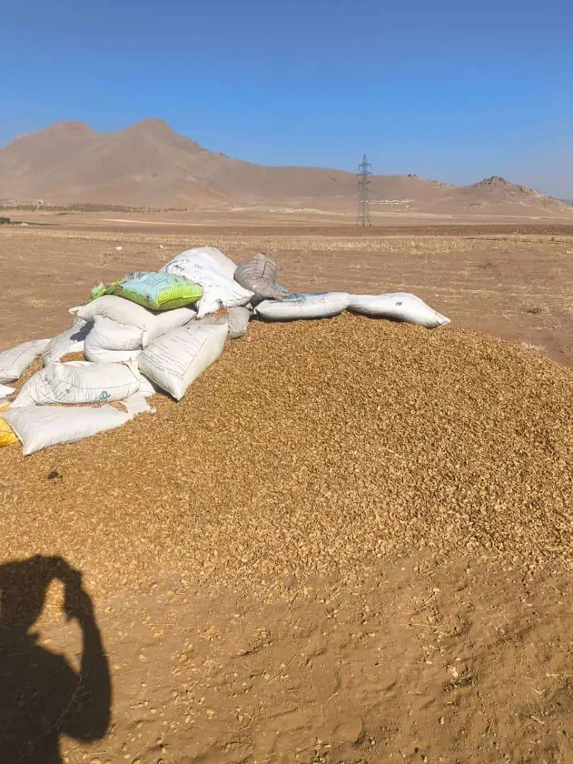 خرید و فروش پوست بادام|خدمات باغبانی و درختکاری|سامان, |دیوار