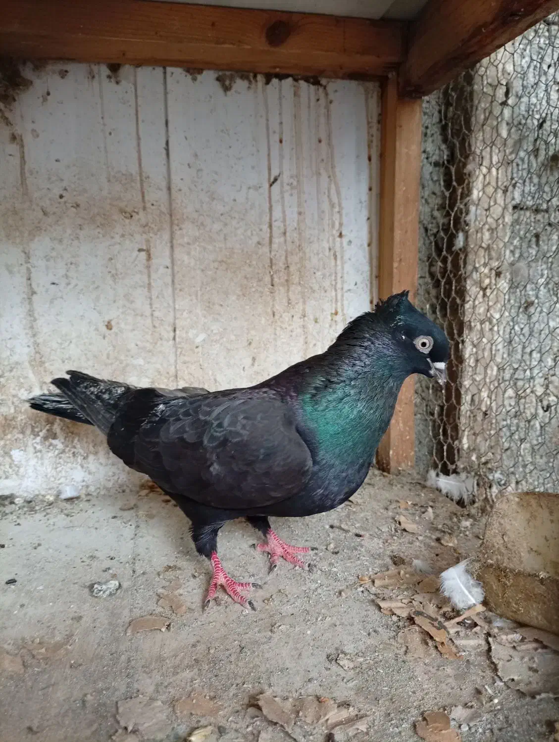 کبوتر غریب کشی|پرنده|جویبار, |دیوار