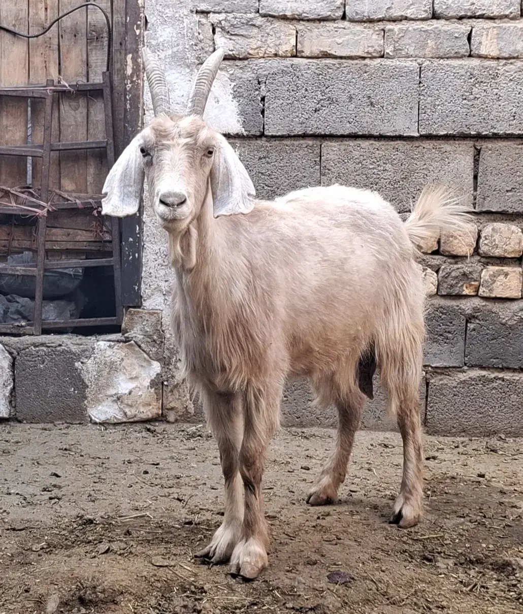 بز دورگ|حیوانات مزرعه|قم, پردیسان|دیوار