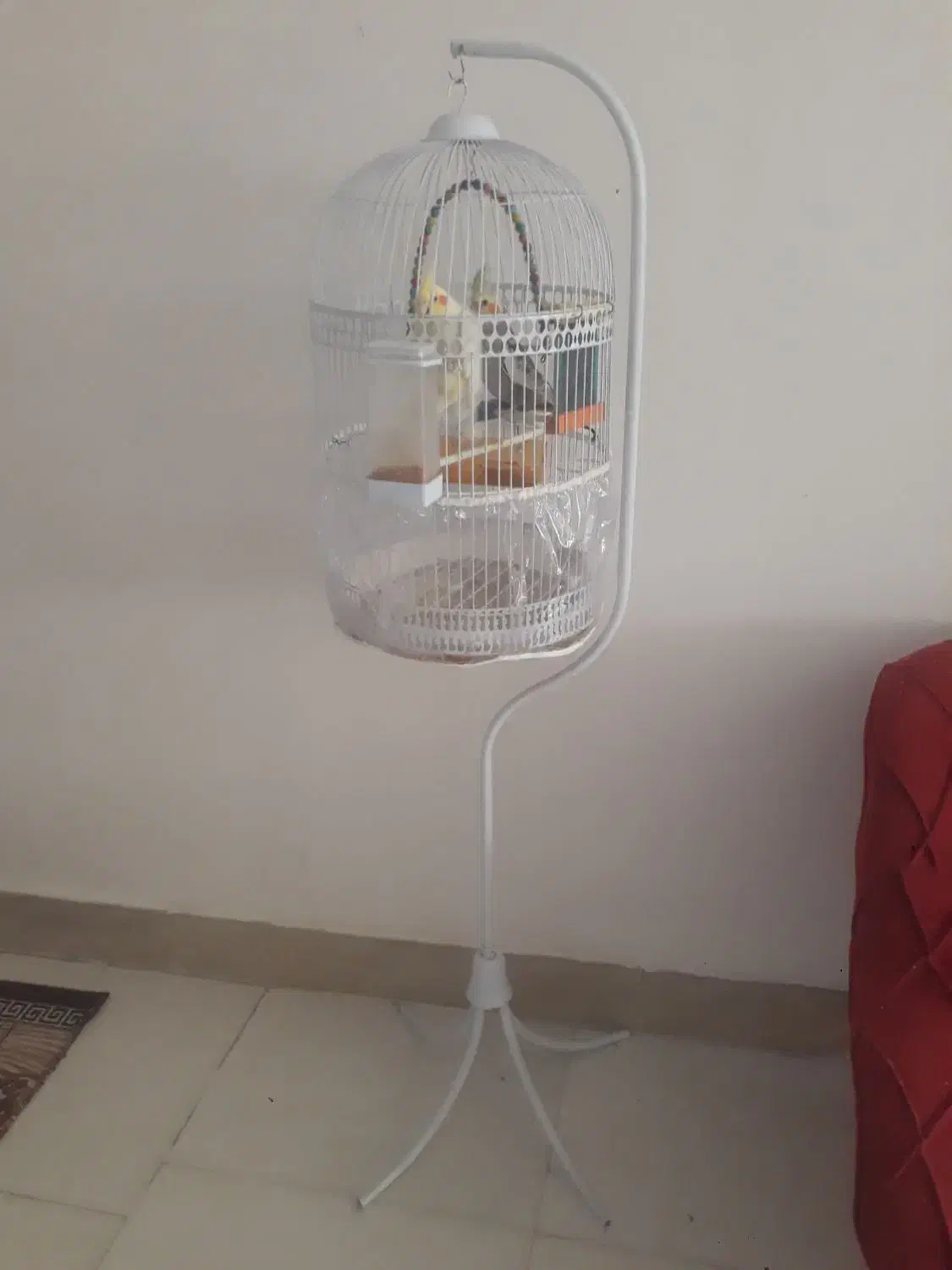 عروس هلندی|پرنده|مشهد, خرم آباد|دیوار