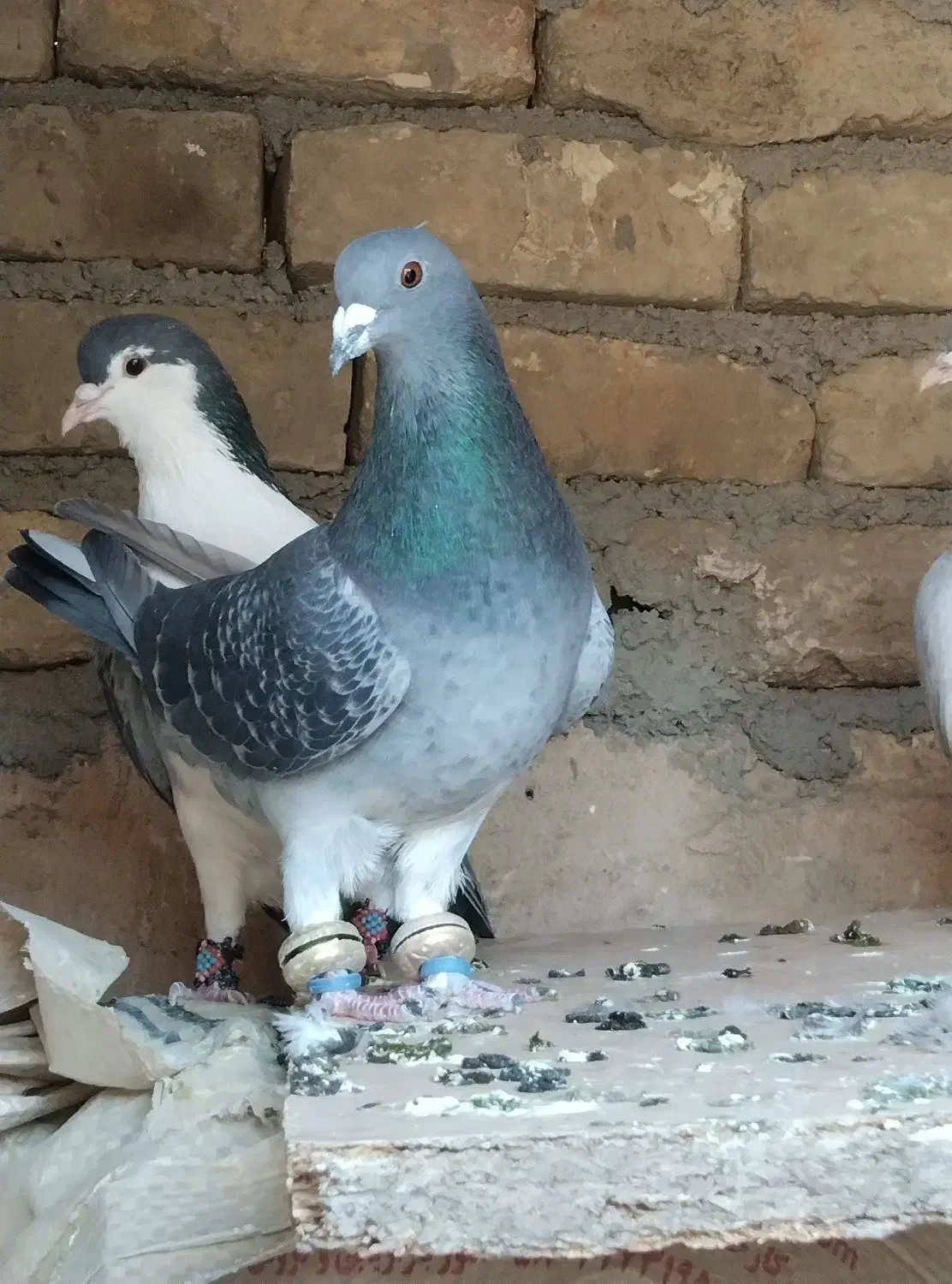 کبوتر|پرنده|چناران, |دیوار