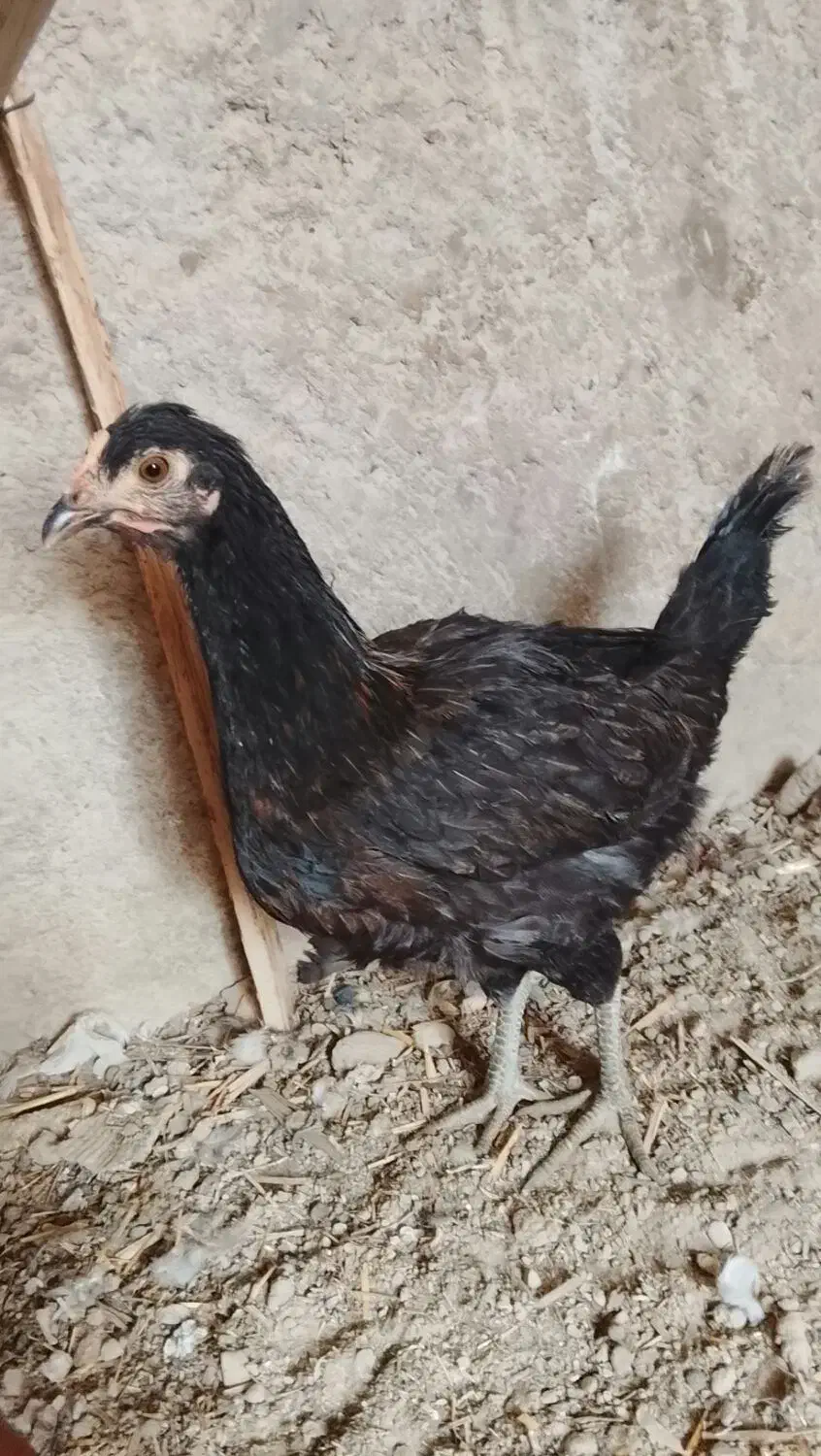 حیوانات مزرعه|حیوانات مزرعه|آبعلی, |دیوار