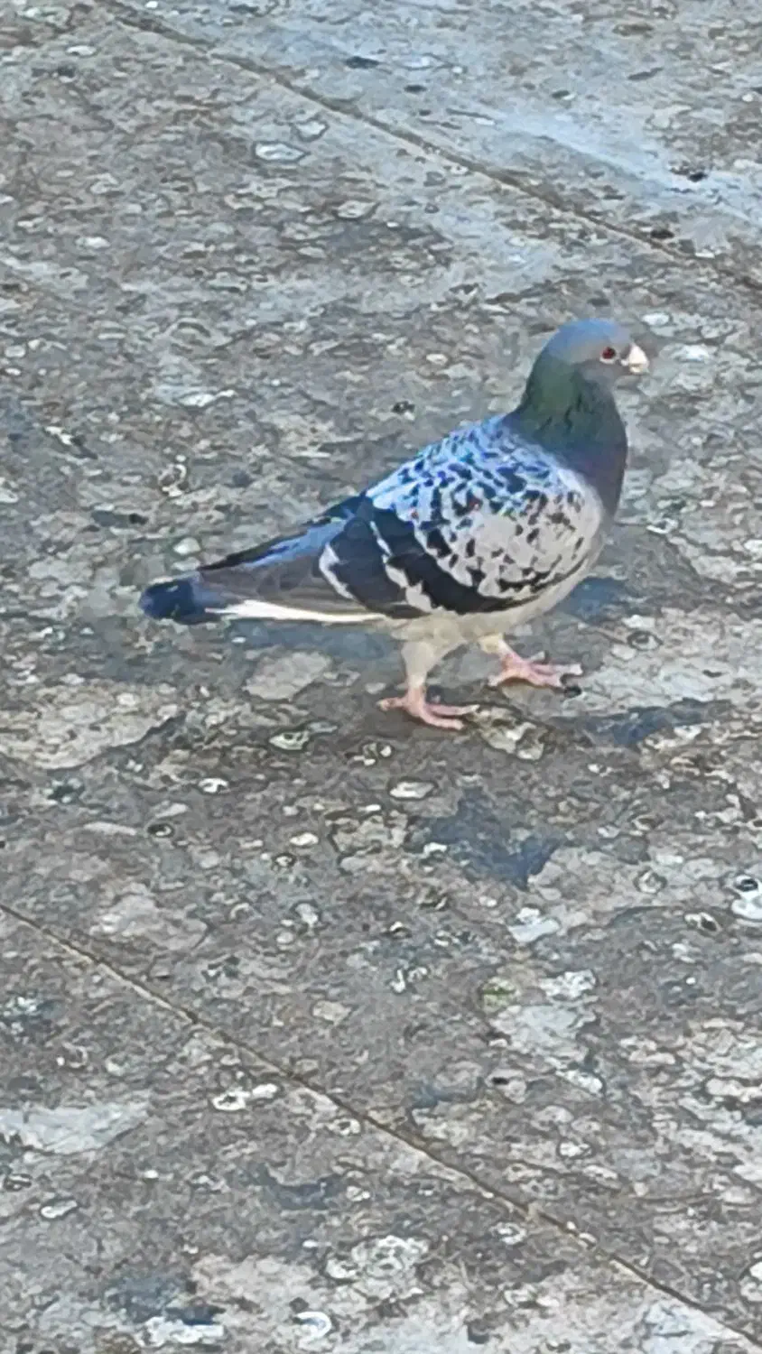 کبوتر سوسنی نر|پرنده|شاهینشهر, شهرک پردیس|دیوار