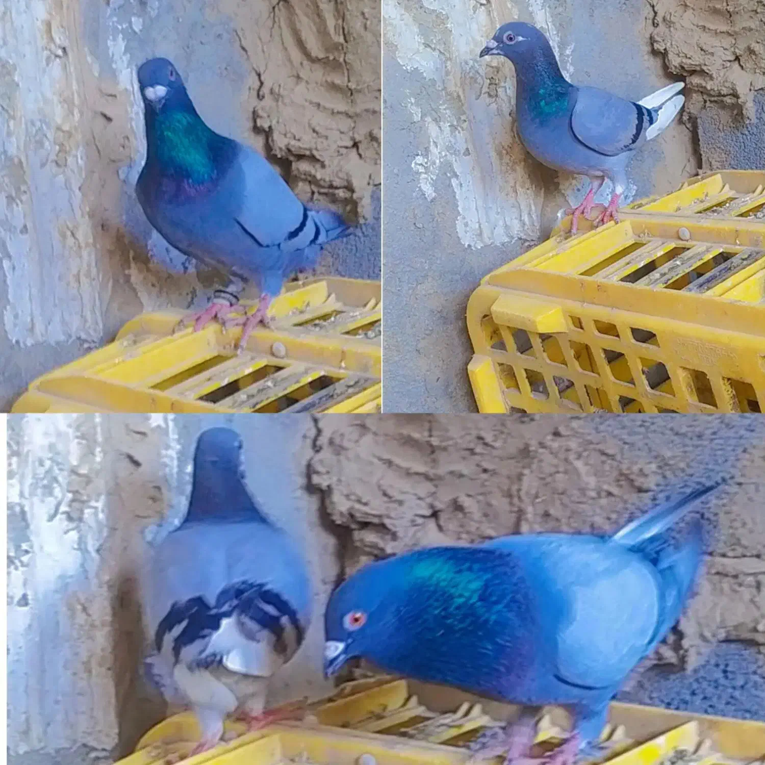 چند جفت کبوتر|پرنده|گنبد کاووس, |دیوار