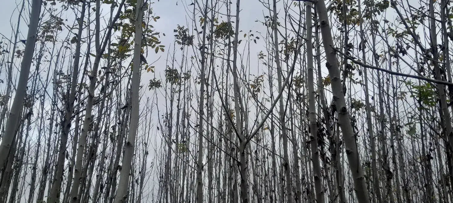 گردو کاغذی  ۴ساله|گل و گیاه طبیعی|شاهین‌شهر, امام حسین|دیوار