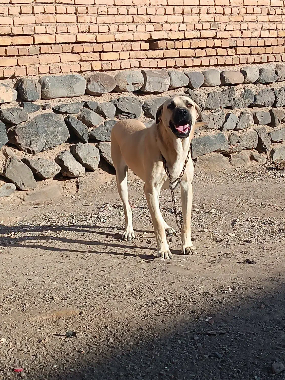 واگذاری سگ عراقی|سگ|سراب, |دیوار