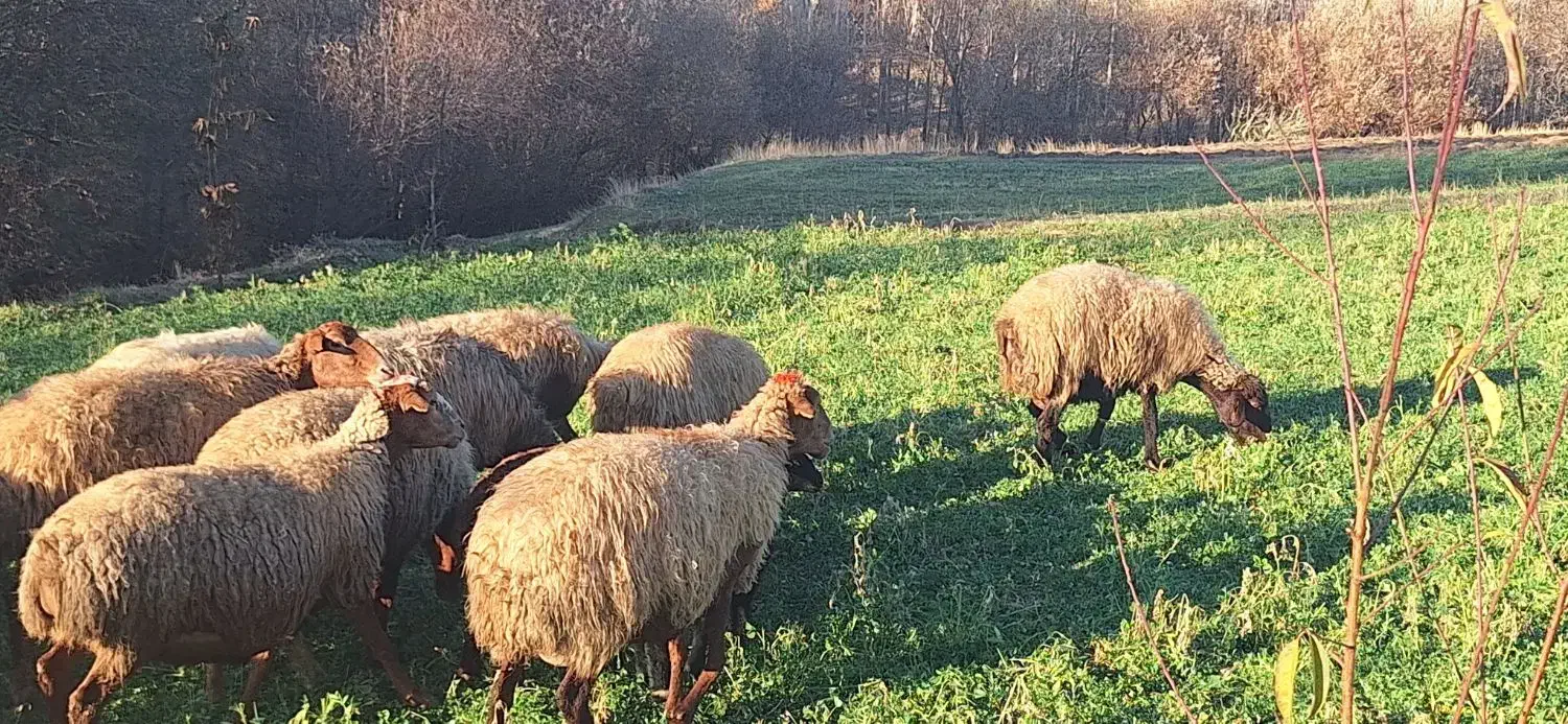 میش و بره  گوسفند|حیوانات مزرعه|سنقر, |دیوار