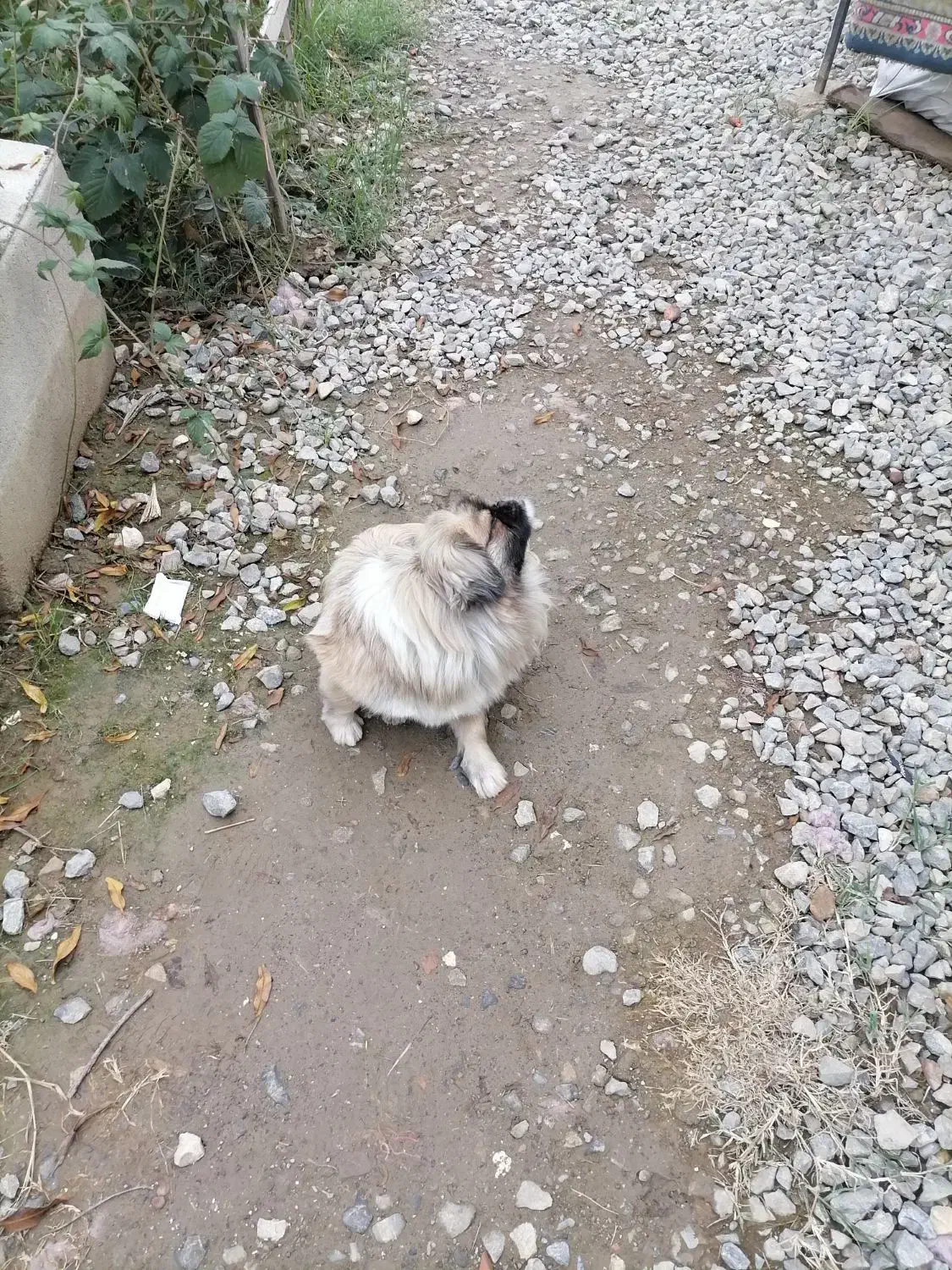 سگ پیکینیز ماده|سگ|گرگان, |دیوار