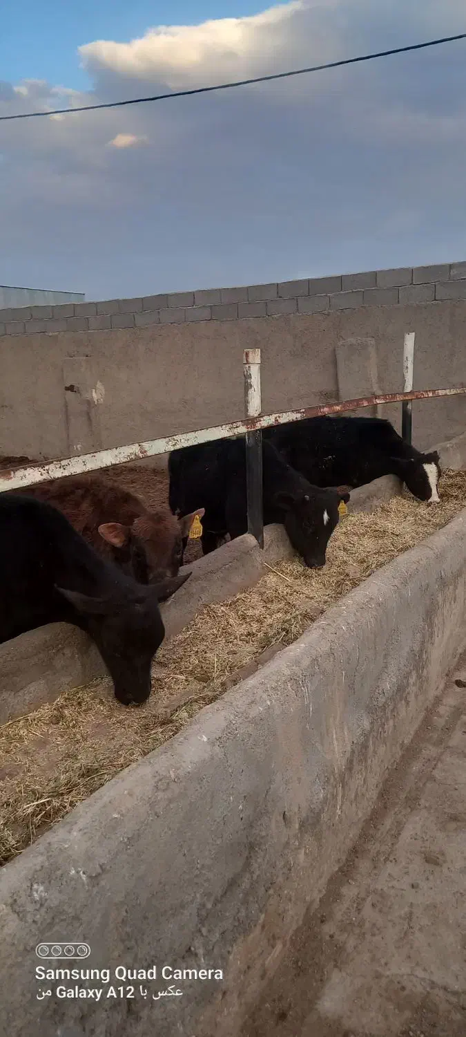 گوساله نر|حیوانات مزرعه|بوئین زهرا, |دیوار