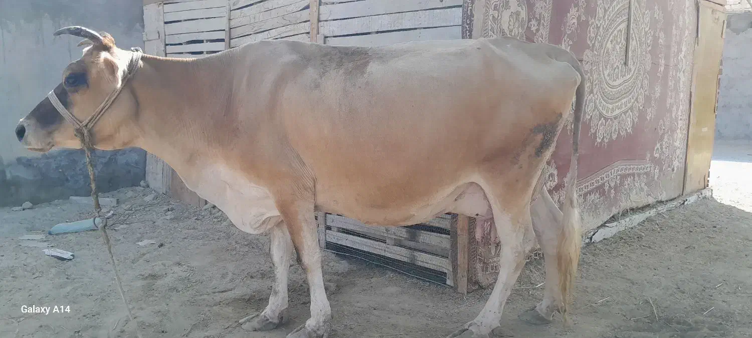 گاو شیری|حیوانات مزرعه|درگهان, |دیوار
