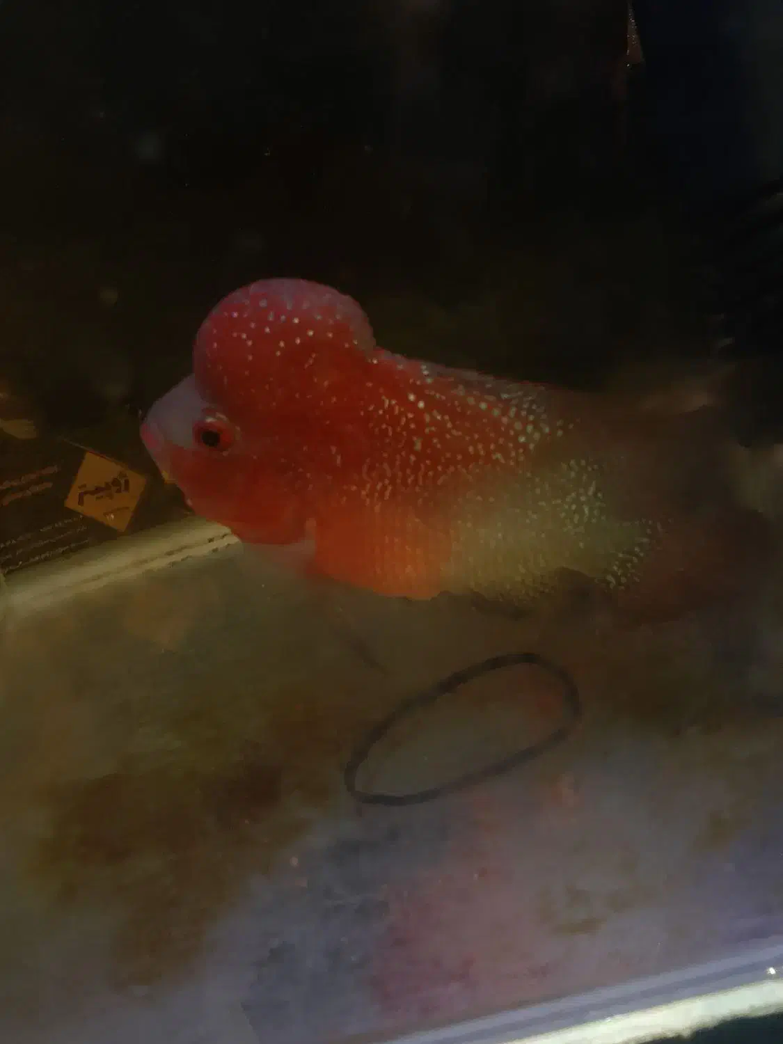 فلاور هورن|ماهی|تهران, صادقیه|دیوار