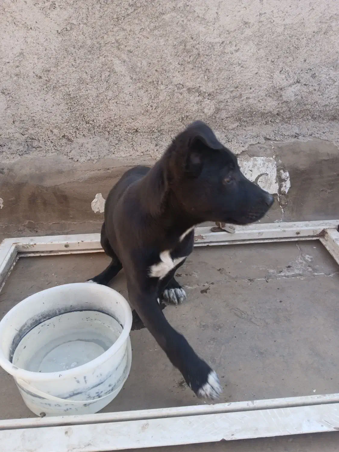 پیتبول|سگ|اهواز, طالقانی|دیوار