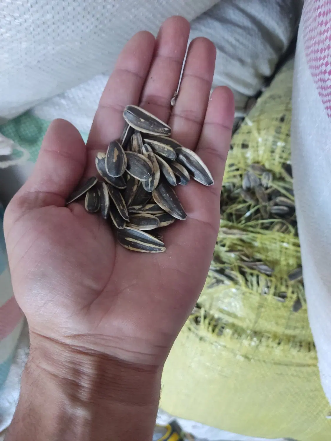 تخمه s400|خوردنی و آشامیدنی|شال, |دیوار