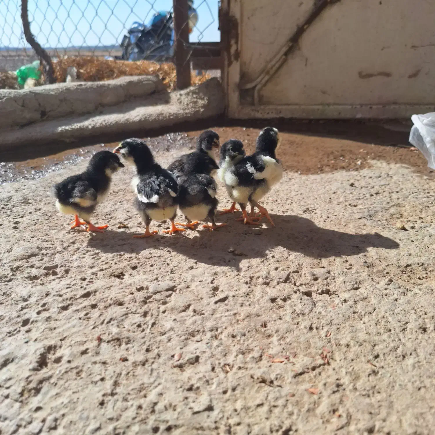 جوجه گلین اصل|حیوانات مزرعه|نظرآباد, مصطفی آباد|دیوار