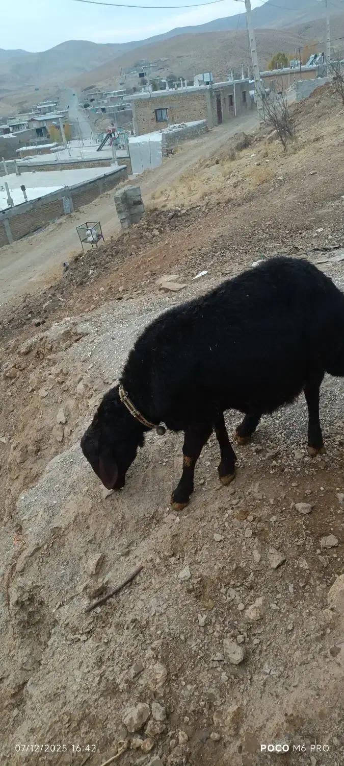 قوچ قزل|حیوانات مزرعه|خزل, |دیوار