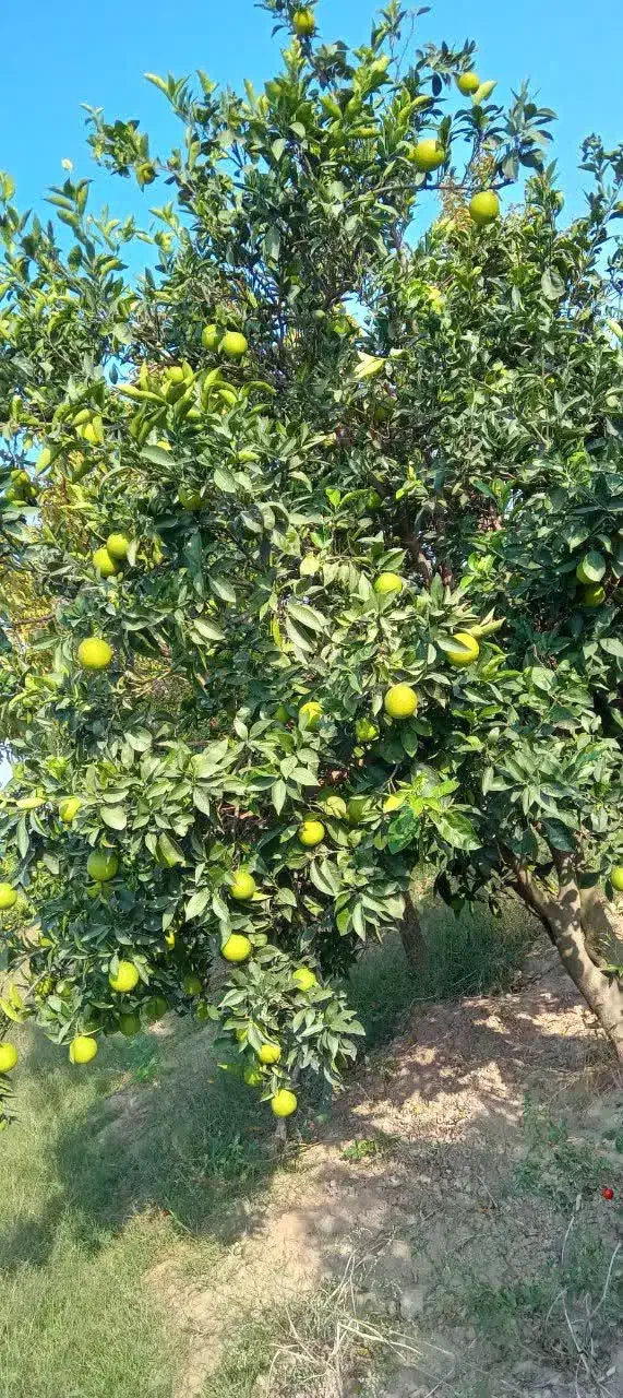 فروش پرتقال درجه یک|حراج|کردکوی, |دیوار