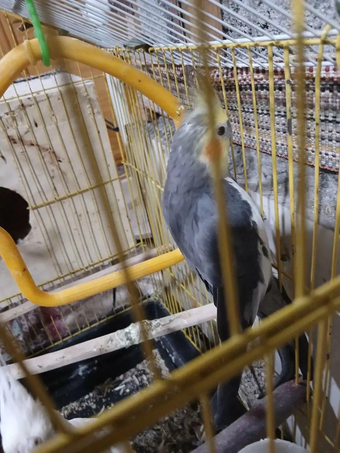 نر سخنگو ۲ ساله|پرنده|آق قلا, |دیوار