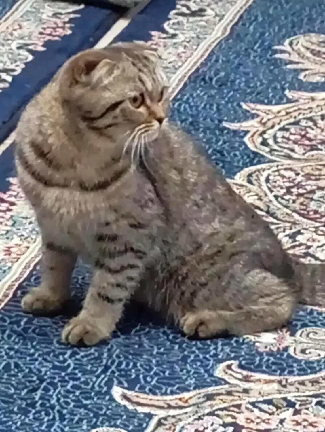 گربه اسکاتیش دبل فولد|گربه|رفسنجان, |دیوار