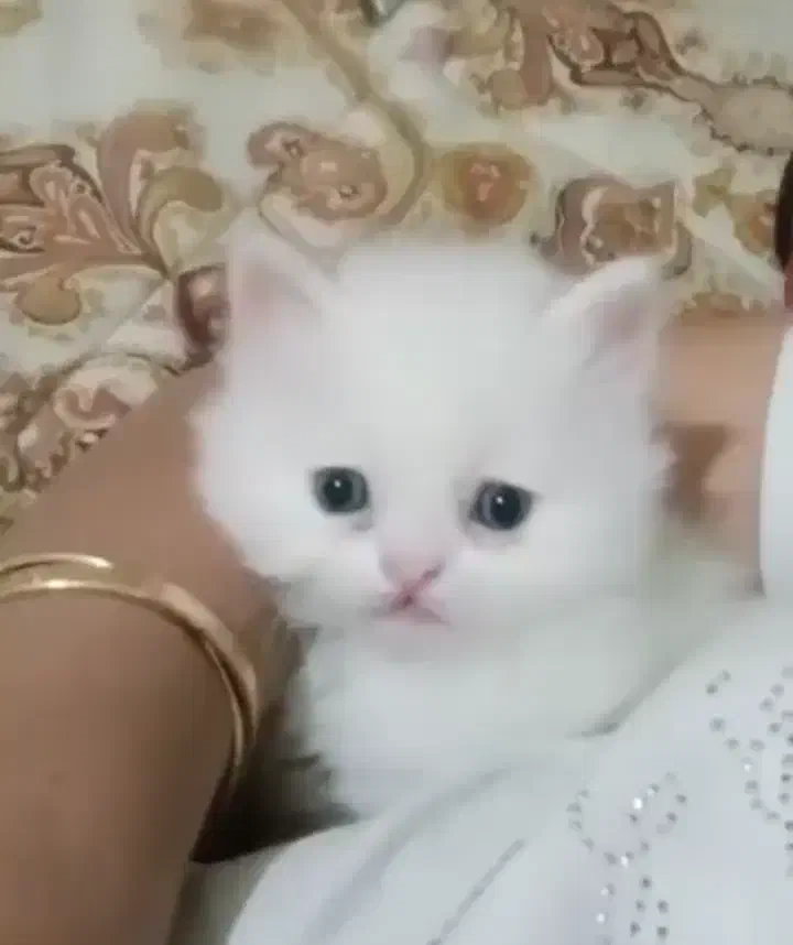 گربه برتیش|گربه|کرج, فاز ۱ مهرشهر|دیوار