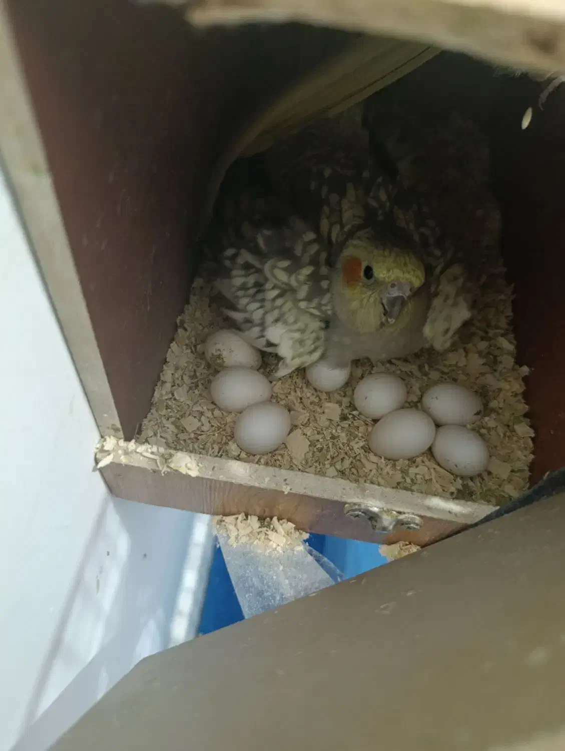 طوطی هلندی|پرنده|چهاردانگه (تهران), |دیوار